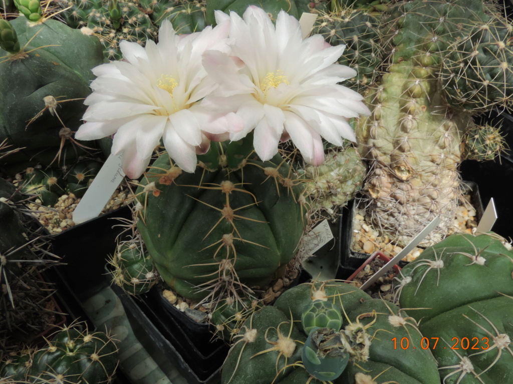 Cacti and Sukkulent in Köln, every day new flowers in the greenhouse Part 290 Bil10733