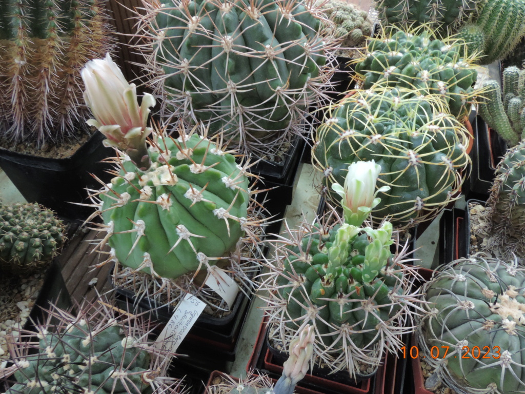 Cacti and Sukkulent in Köln, every day new flowers in the greenhouse Part 290 Bil10737
