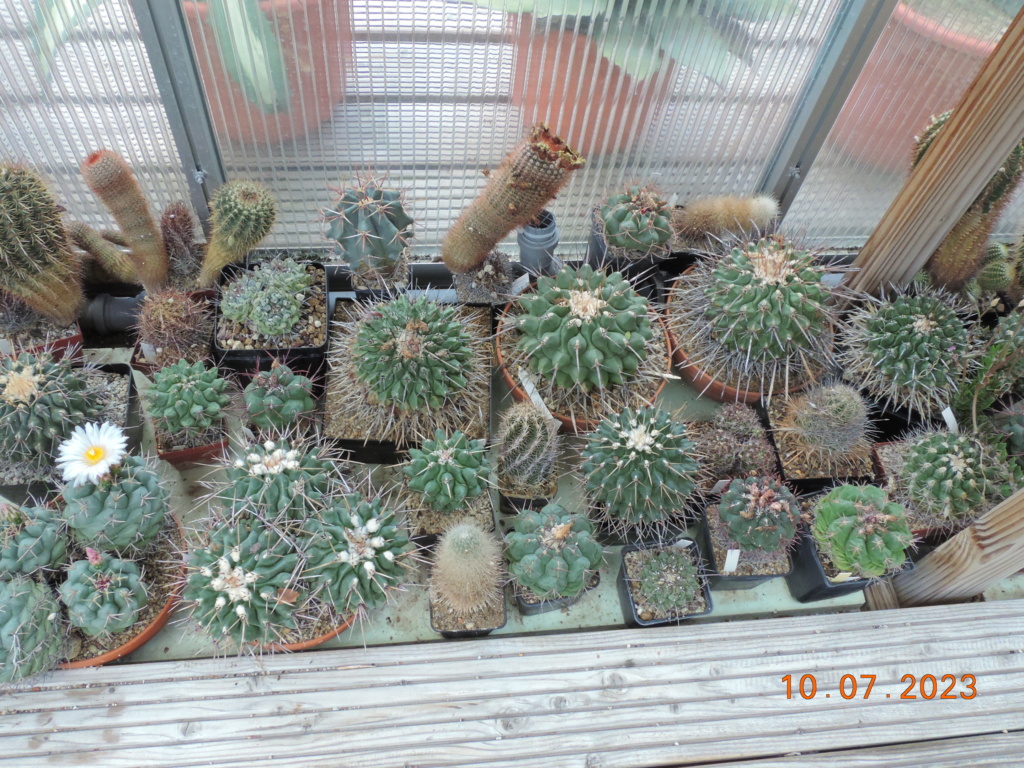 Cacti and Sukkulent in Köln, every day new flowers in the greenhouse Part 290 Bil10742