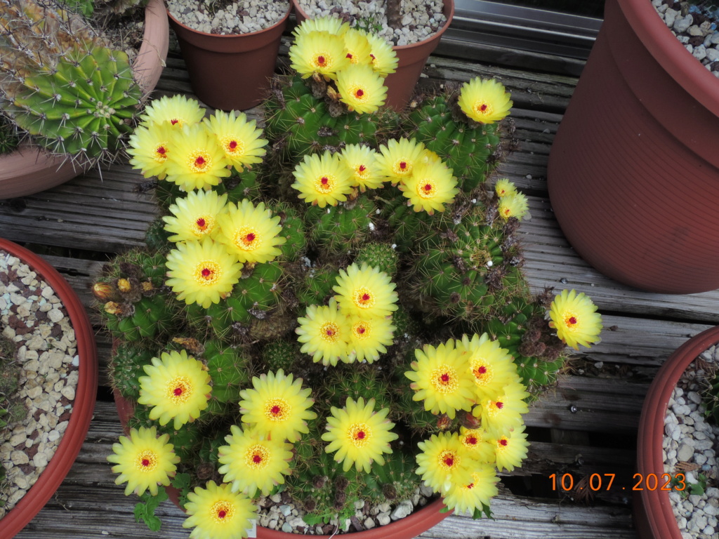 Cacti and Sukkulent in Köln, every day new flowers in the greenhouse Part 290 Bil10743