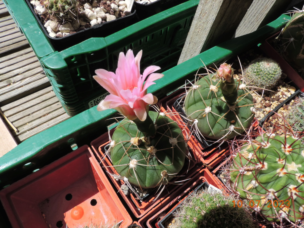 Cacti and Sukkulent in Köln, every day new flowers in the greenhouse Part 290 Bil10746