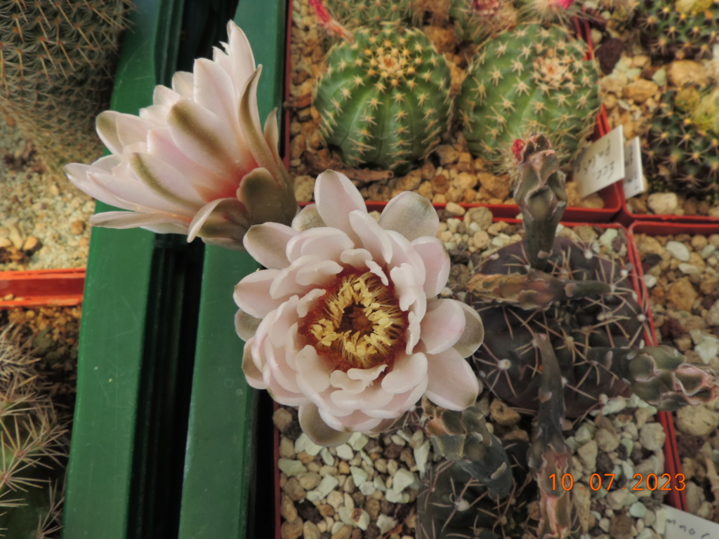 Cacti and Sukkulent in Köln, every day new flowers in the greenhouse Part 290 Bil10750
