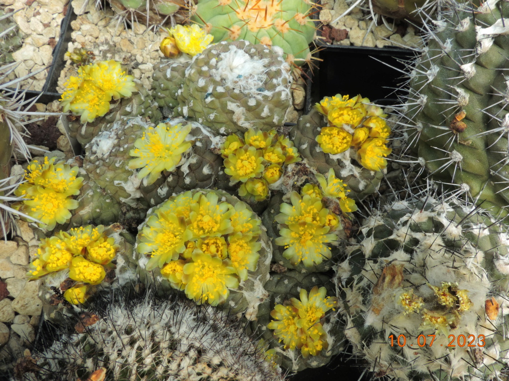 Cacti and Sukkulent in Köln, every day new flowers in the greenhouse Part 290 Bil10754