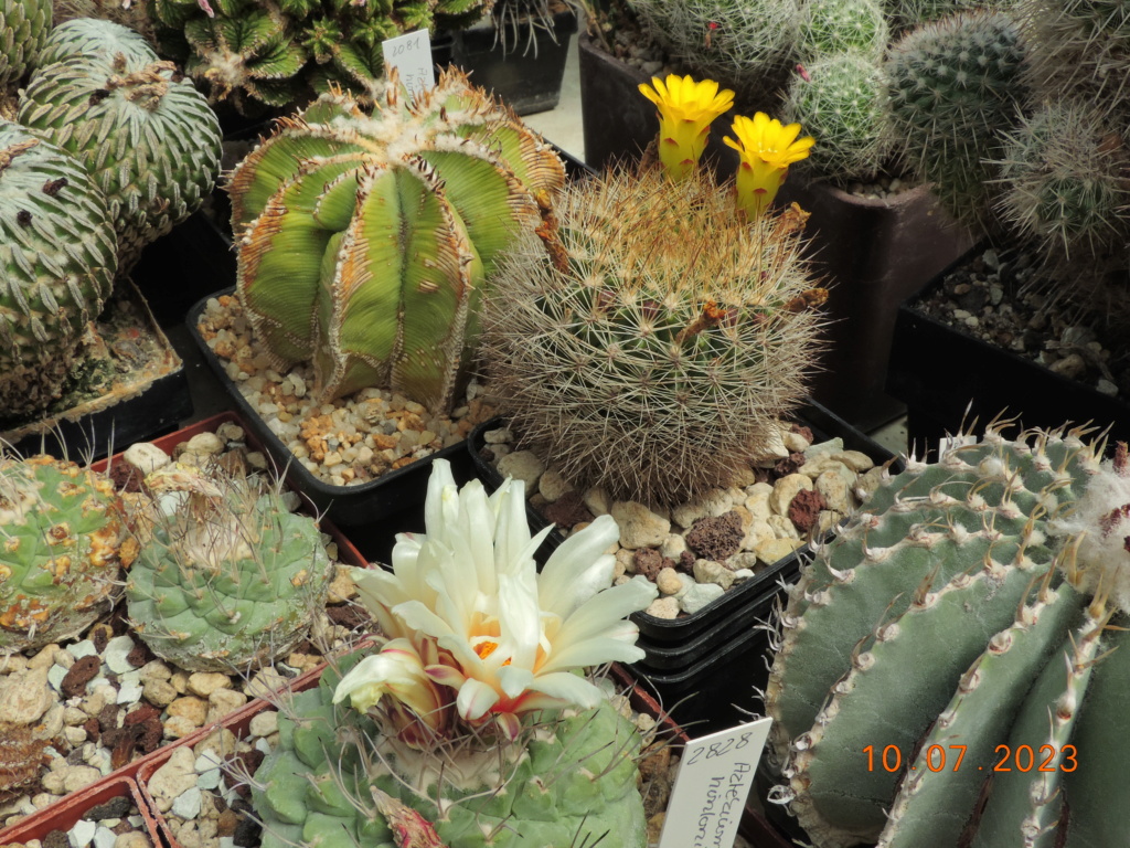 Cacti and Sukkulent in Köln, every day new flowers in the greenhouse Part 290 Bil10755