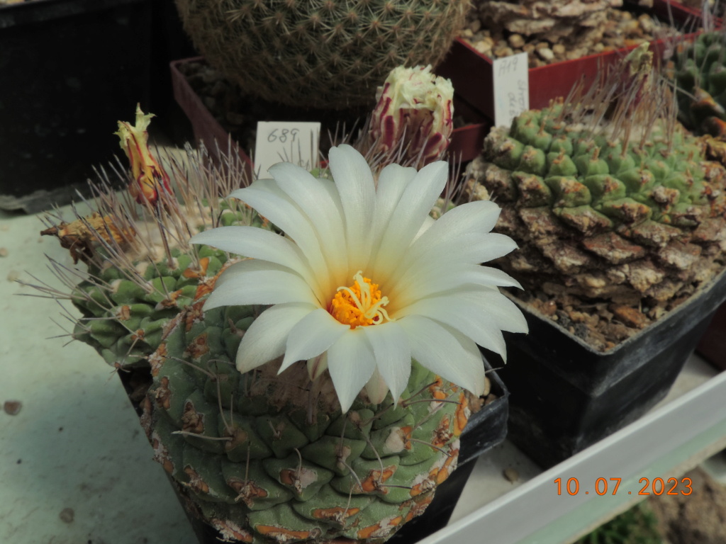 Cacti and Sukkulent in Köln, every day new flowers in the greenhouse Part 290 Bil10756
