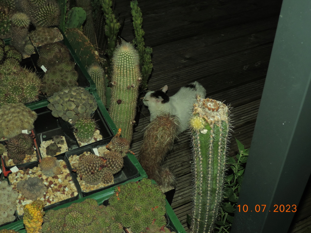 Cacti and Sukkulent in Köln, every day new flowers in the greenhouse Part 290 Bil10764