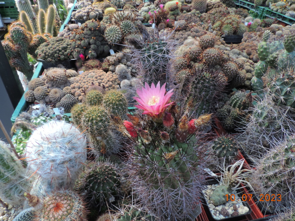 Cacti and Sukkulent in Köln, every day new flowers in the greenhouse Part 290 Bil10766