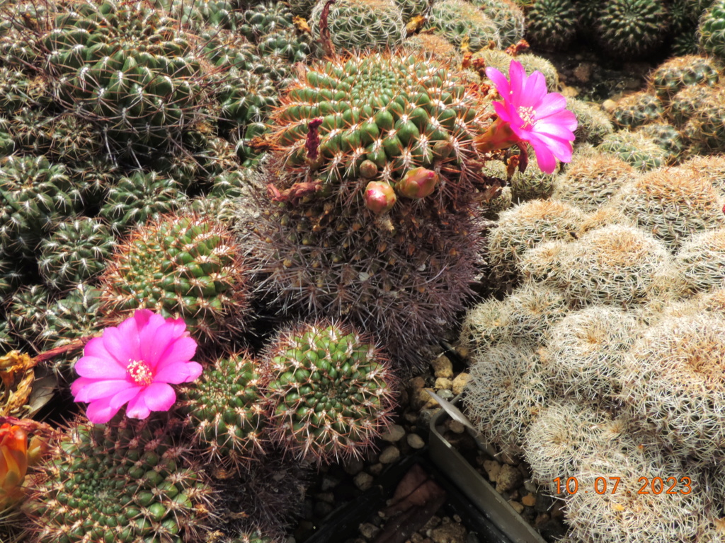 Cacti and Sukkulent in Köln, every day new flowers in the greenhouse Part 290 Bil10768