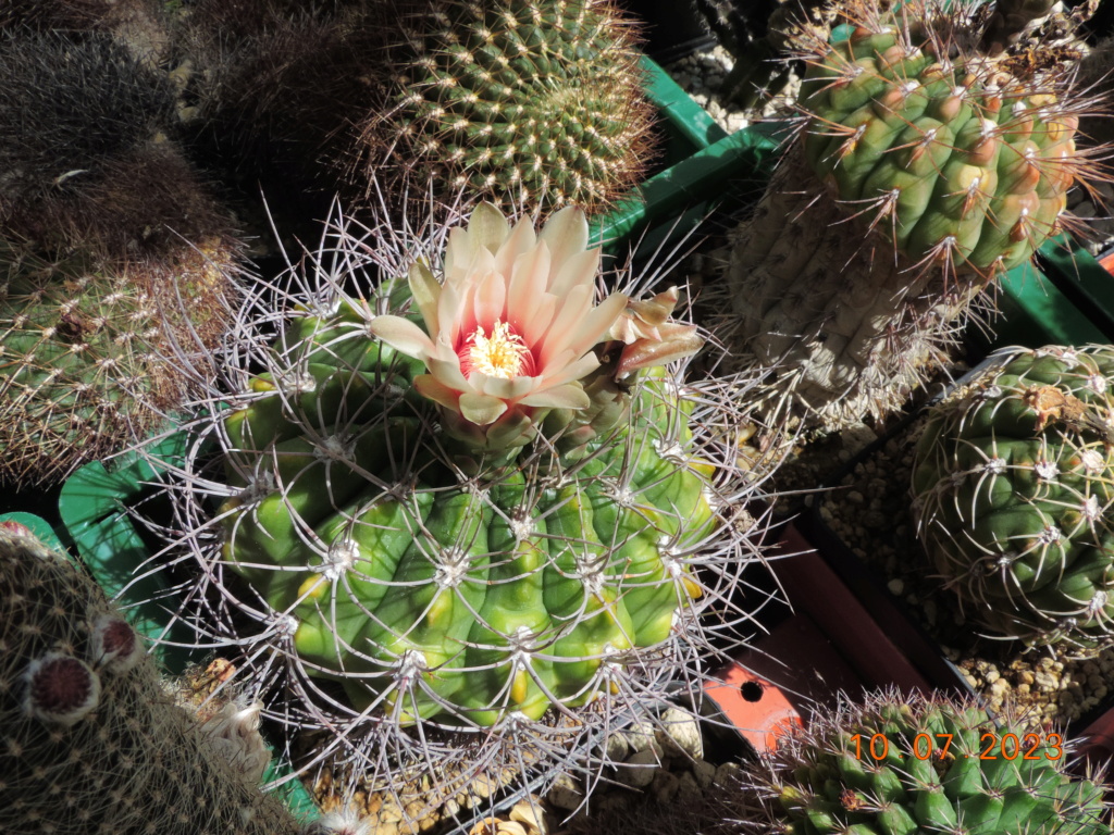 Cacti and Sukkulent in Köln, every day new flowers in the greenhouse Part 290 Bil10770