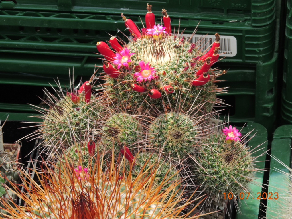 Cacti and Sukkulent in Köln, every day new flowers in the greenhouse Part 290 Bil10773