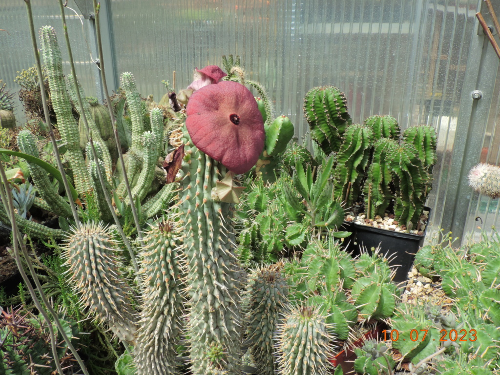Cacti and Sukkulent in Köln, every day new flowers in the greenhouse Part 290 Bil10775