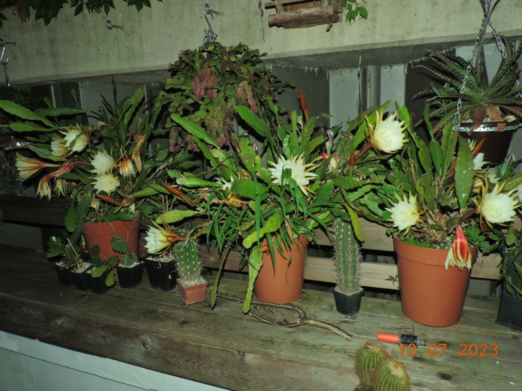 Cacti and Sukkulent in Köln, every day new flowers in the greenhouse Part 290 Bil10782