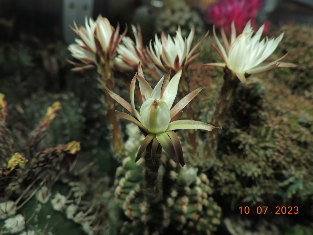 Cacti and Sukkulent in Köln, every day new flowers in the greenhouse Part 290 Bil10784