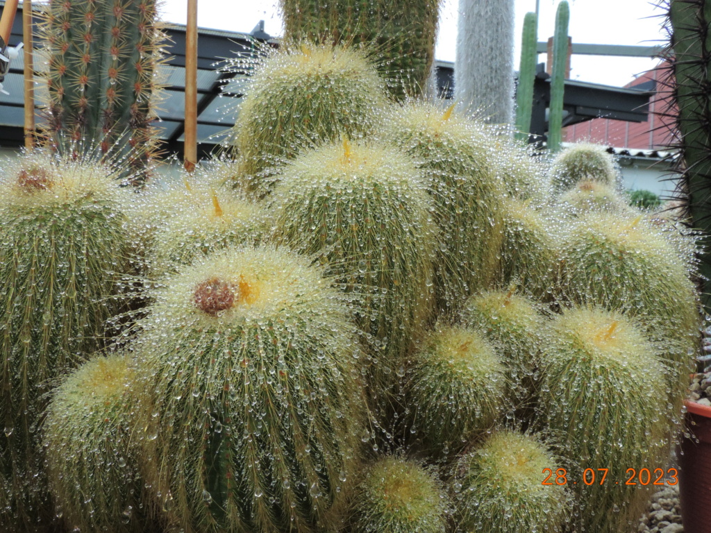 Cacti and Sukkulent in Köln, every day new flowers in the greenhouse Part 290 Bil10796