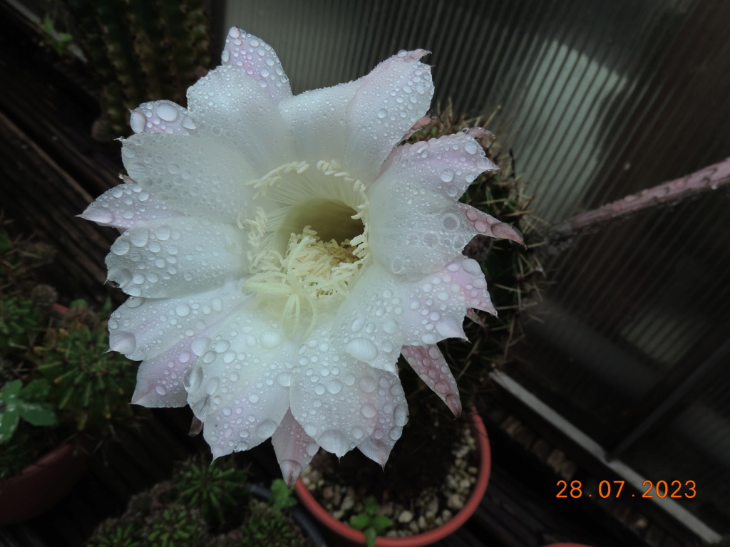 Cacti and Sukkulent in Köln, every day new flowers in the greenhouse Part 290 Bil10800