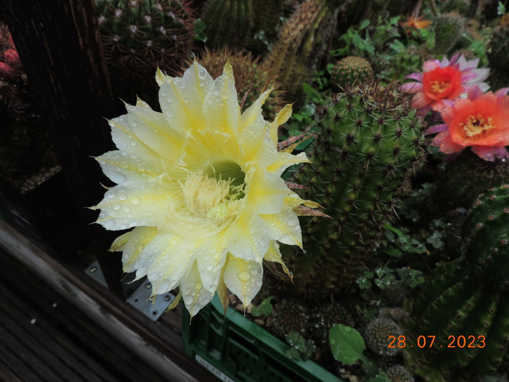 Cacti and Sukkulent in Köln, every day new flowers in the greenhouse Part 290 Bil10811
