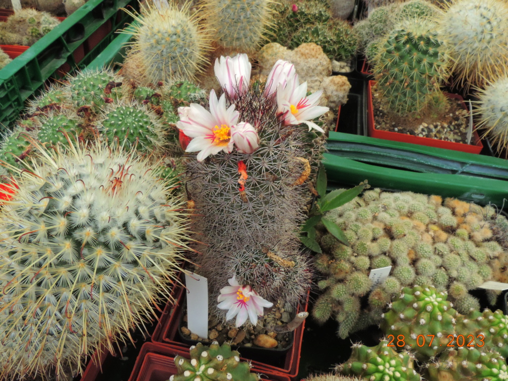 Cacti and Sukkulent in Köln, every day new flowers in the greenhouse Part 290 Bil10828