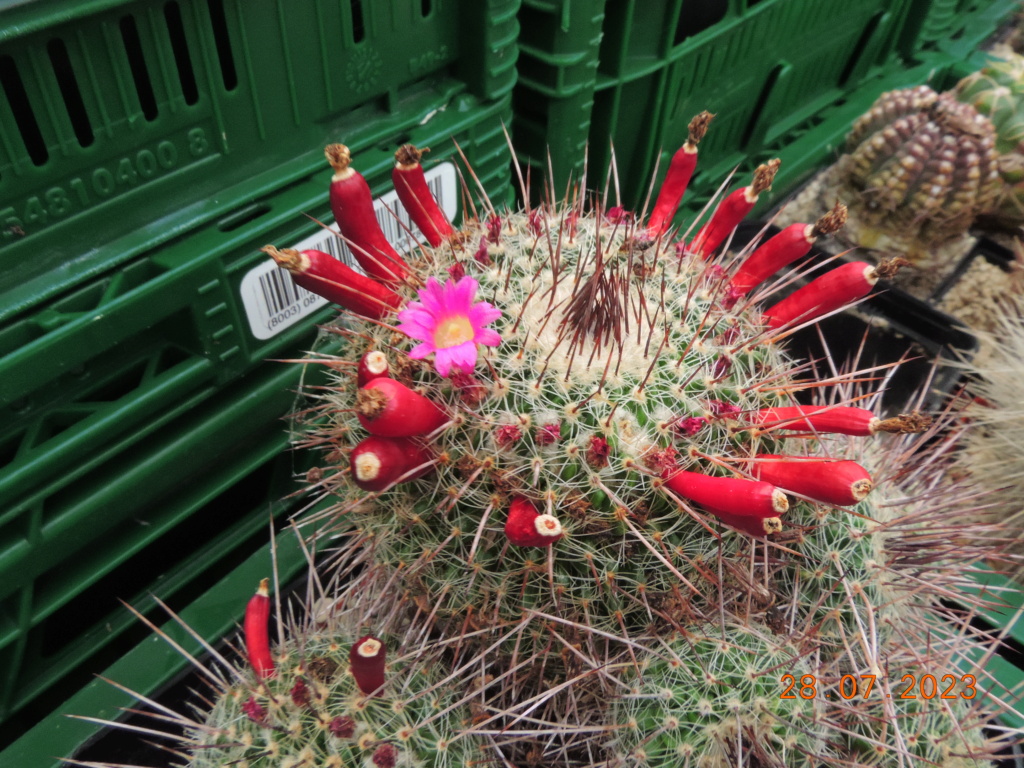 Cacti and Sukkulent in Köln, every day new flowers in the greenhouse Part 290 Bil10831