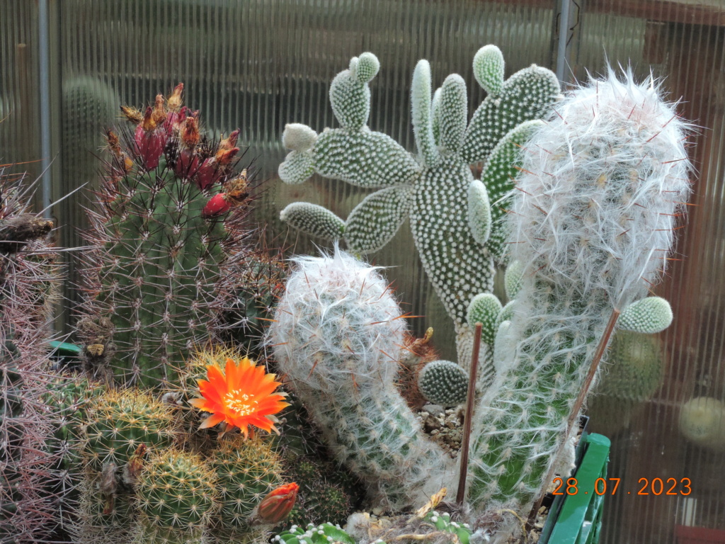 Cacti and Sukkulent in Köln, every day new flowers in the greenhouse Part 290 Bil10833