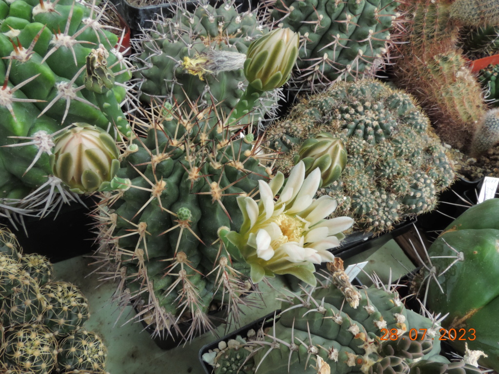 Cacti and Sukkulent in Köln, every day new flowers in the greenhouse Part 290 Bil10841