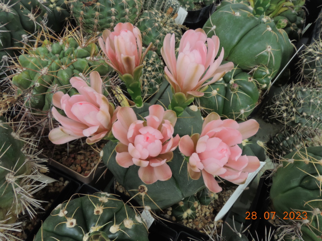 Cacti and Sukkulent in Köln, every day new flowers in the greenhouse Part 290 Bil10842