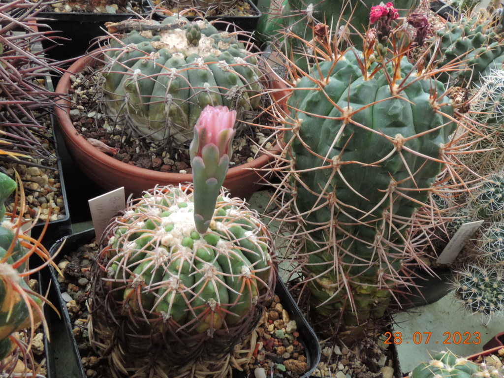 Cacti and Sukkulent in Köln, every day new flowers in the greenhouse Part 290 Bil10847