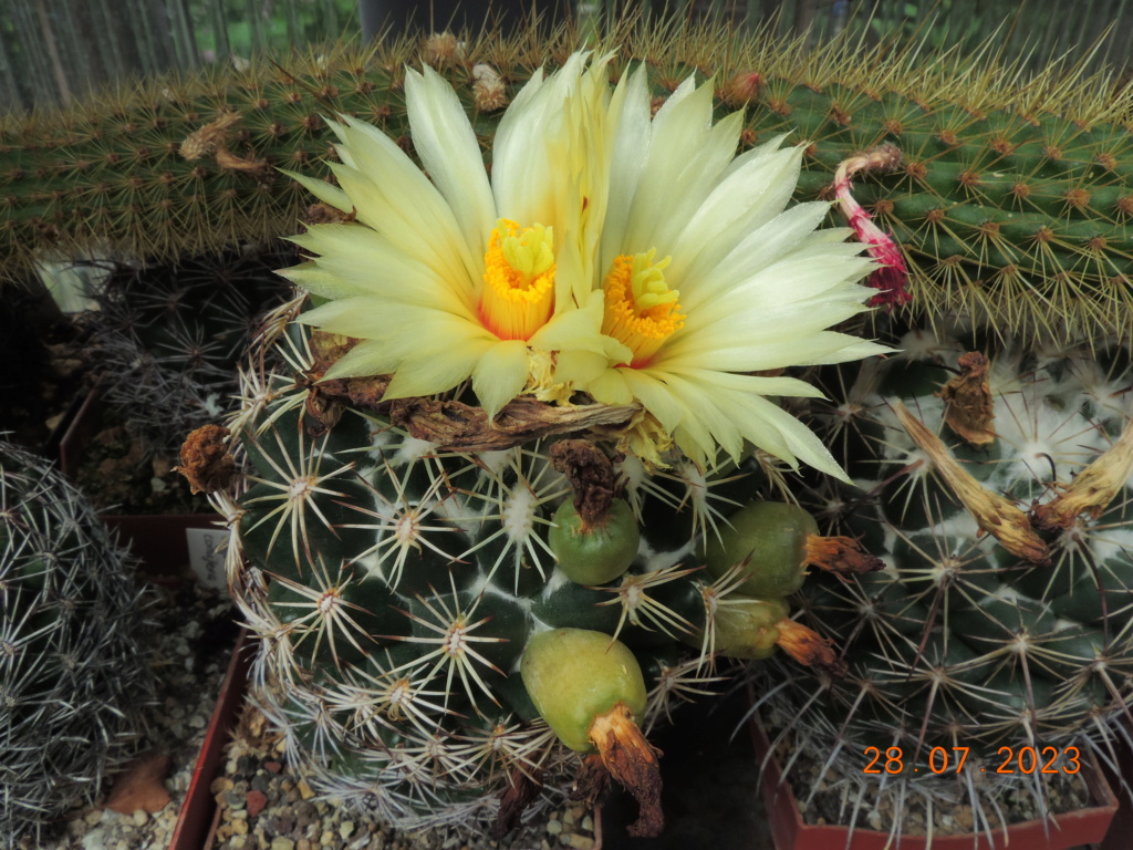 Cacti and Sukkulent in Köln, every day new flowers in the greenhouse Part 290 Bil10852