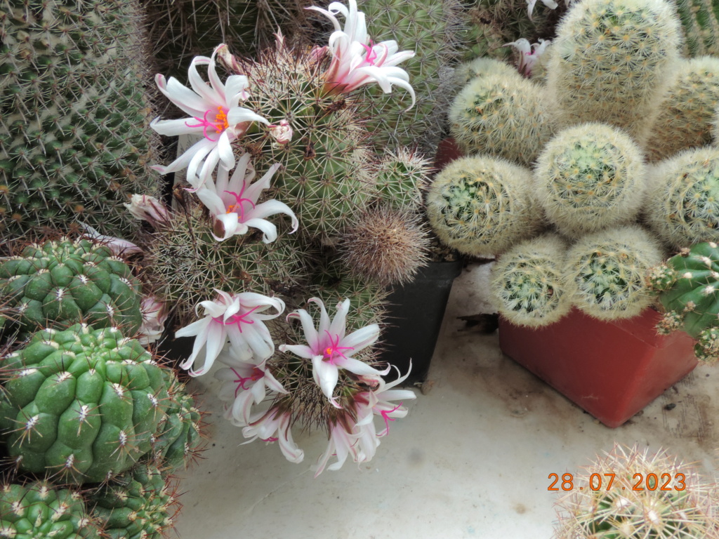 Cacti and Sukkulent in Köln, every day new flowers in the greenhouse Part 290 Bil10853