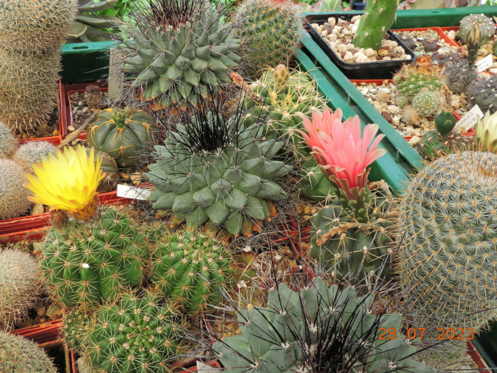 Cacti and Sukkulent in Köln, every day new flowers in the greenhouse Part 290 Bil10856