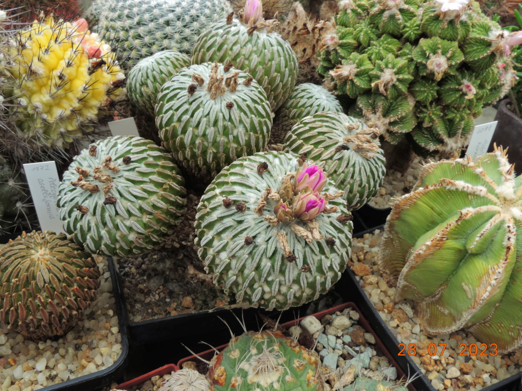 Cacti and Sukkulent in Köln, every day new flowers in the greenhouse Part 290 Bil10861