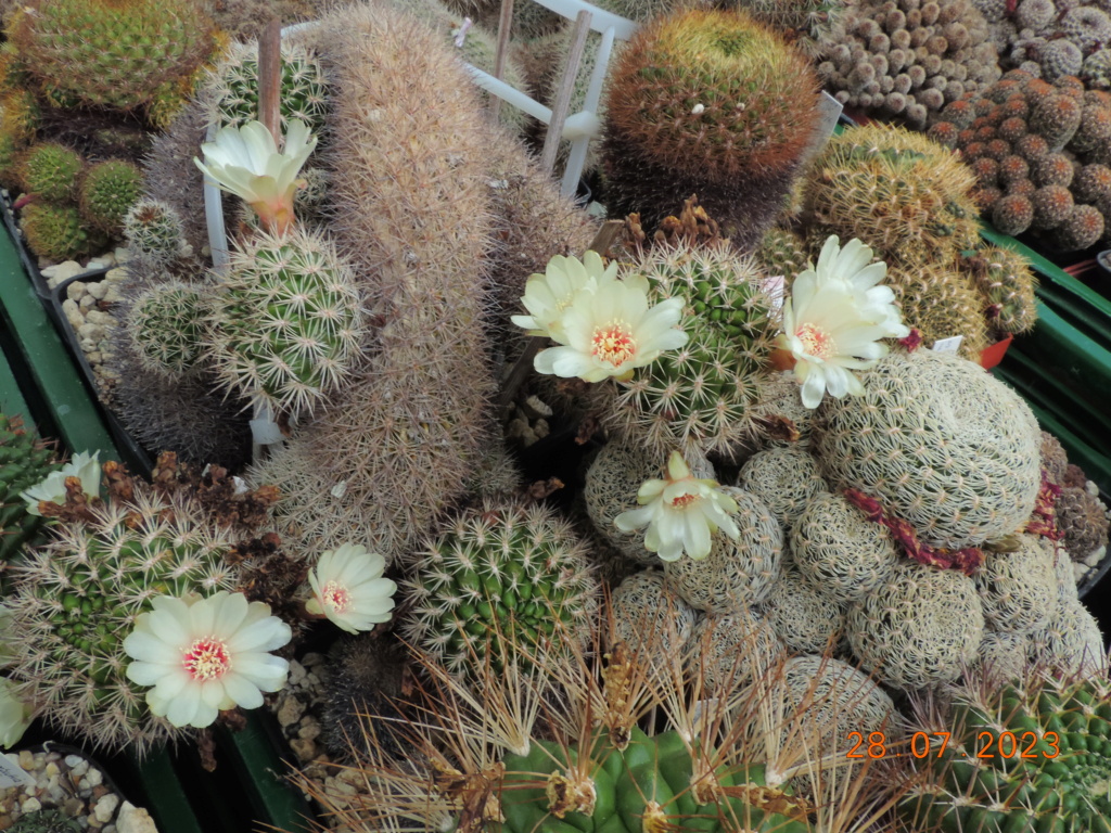 Cacti and Sukkulent in Köln, every day new flowers in the greenhouse Part 290 Bil10864