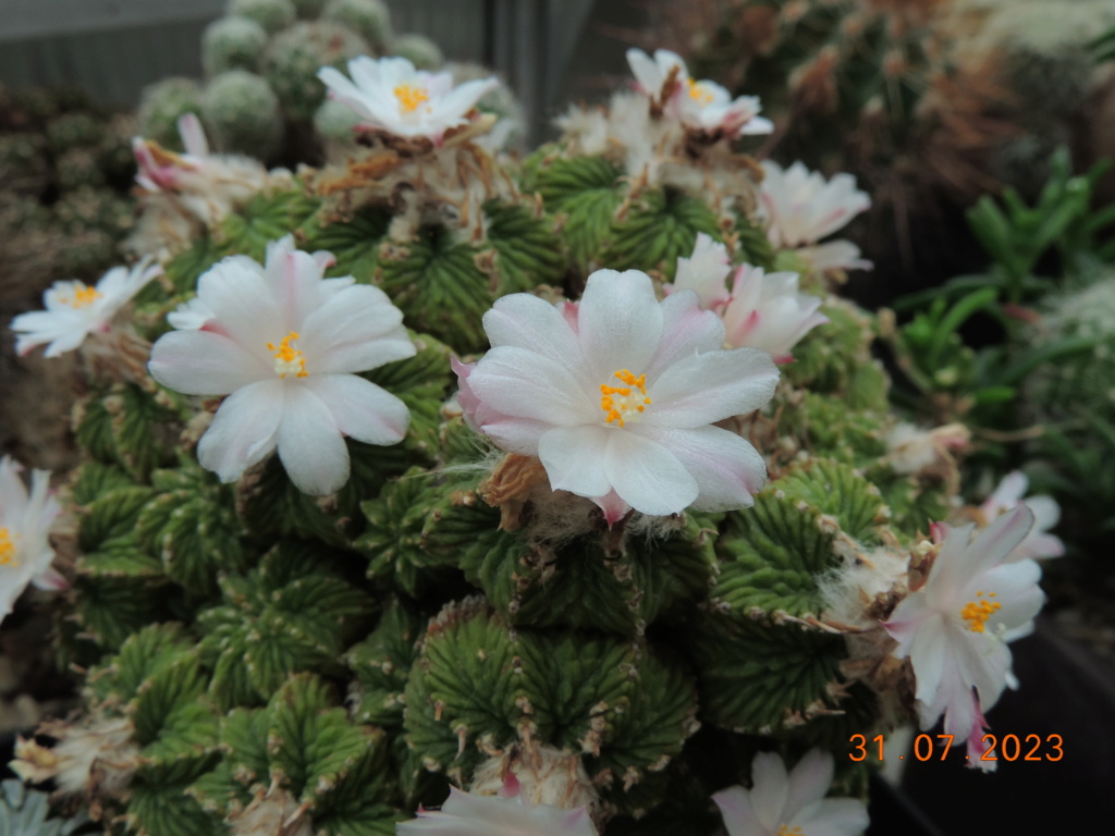 Cacti and Sukkulent in Köln, every day new flowers in the greenhouse Part 291 Bil10884