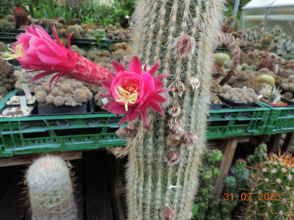 Cacti and Sukkulent in Köln, every day new flowers in the greenhouse Part 291 Bil10888