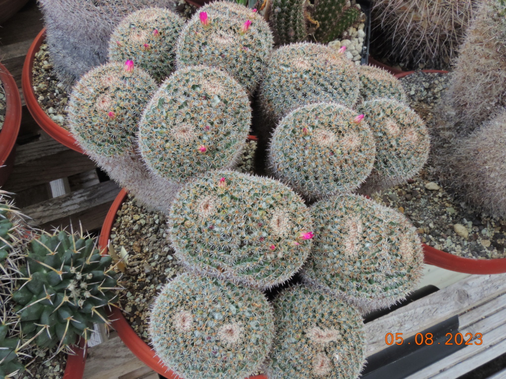 Cacti and Sukkulent in Köln, every day new flowers in the greenhouse Part 291 Bil10896