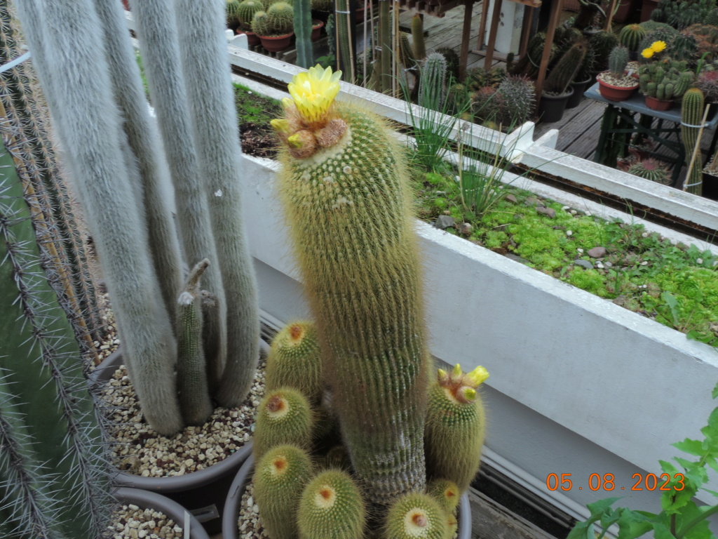 Cacti and Sukkulent in Köln, every day new flowers in the greenhouse Part 291 Bil10898