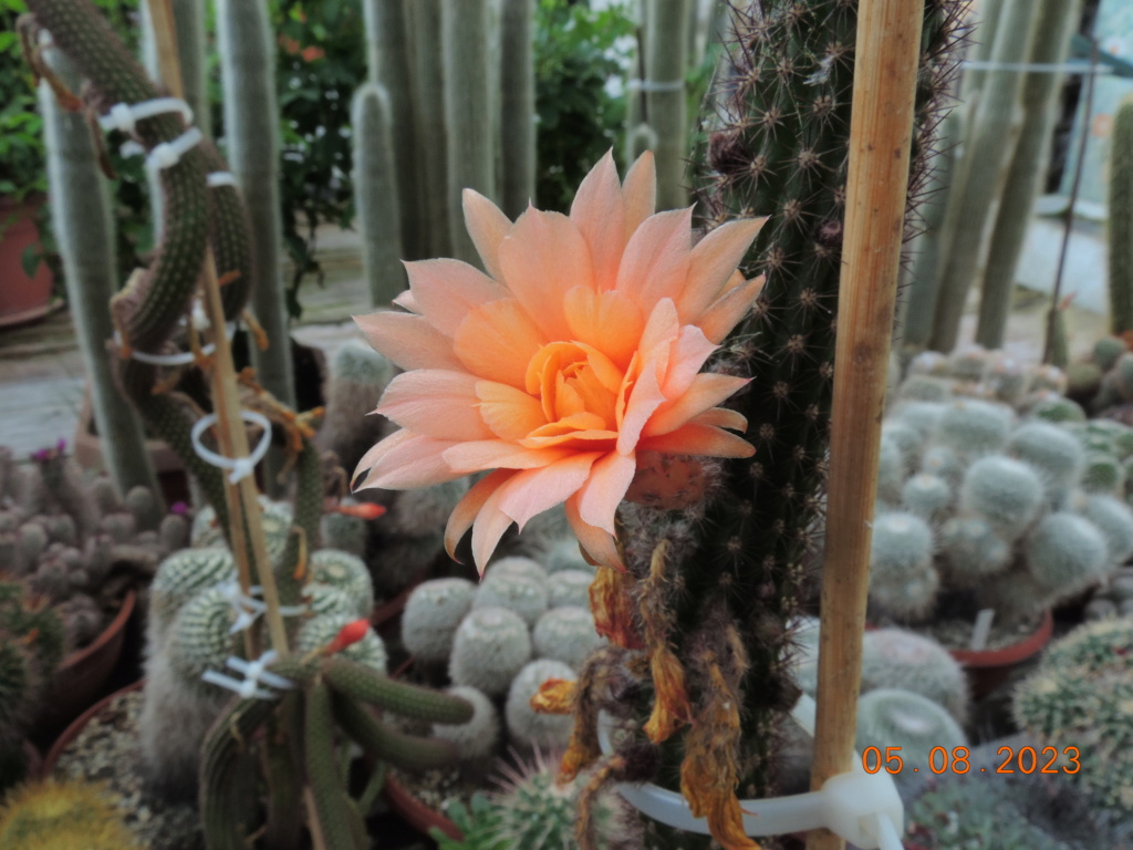 Cacti and Sukkulent in Köln, every day new flowers in the greenhouse Part 291 Bil10903