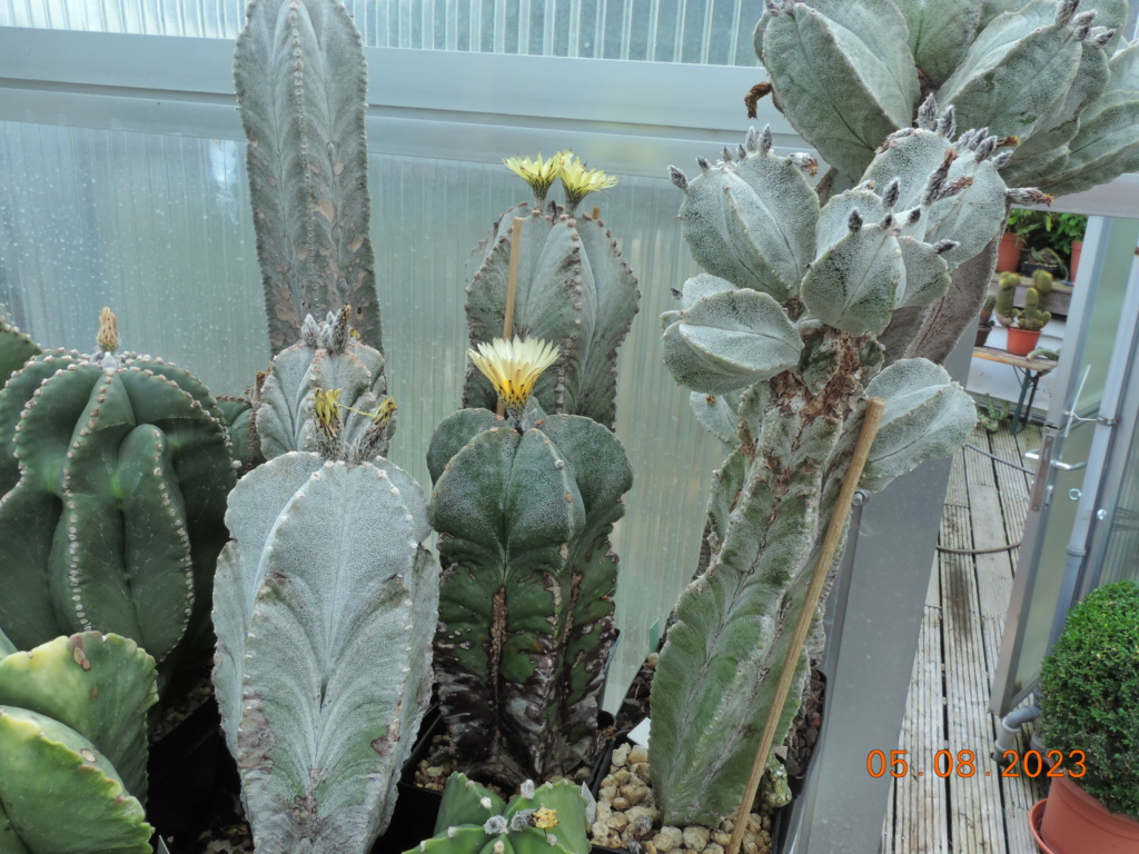 Cacti and Sukkulent in Köln, every day new flowers in the greenhouse Part 291 Bil10904