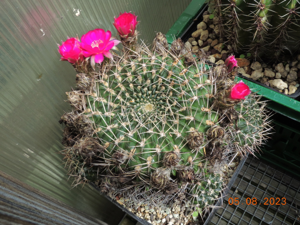 Cacti and Sukkulent in Köln, every day new flowers in the greenhouse Part 291 Bil10916