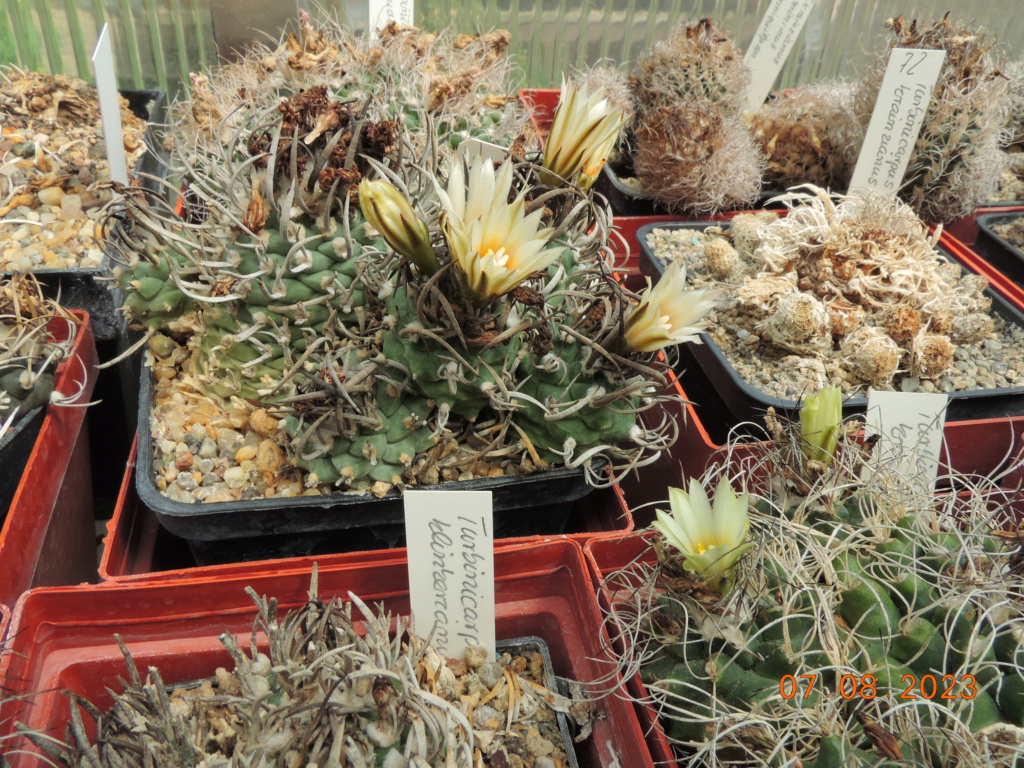 Cacti and Sukkulent in Köln, every day new flowers in the greenhouse Part 291 Bil10930