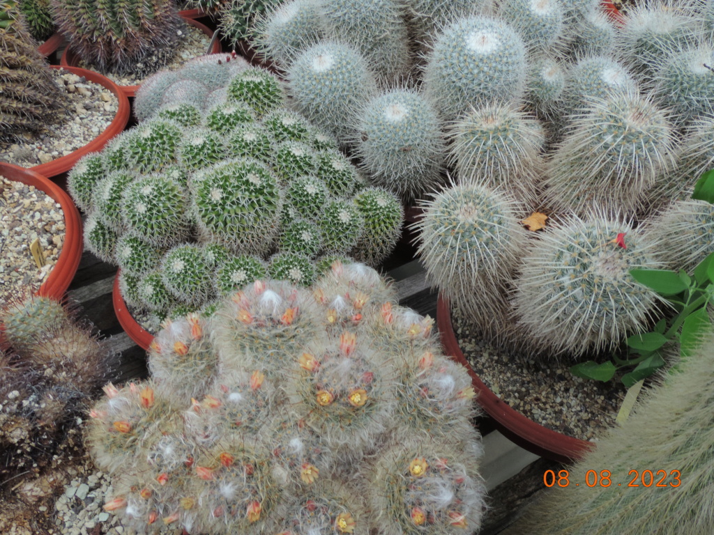 Cacti and Sukkulent in Köln, every day new flowers in the greenhouse Part 291 Bil10952