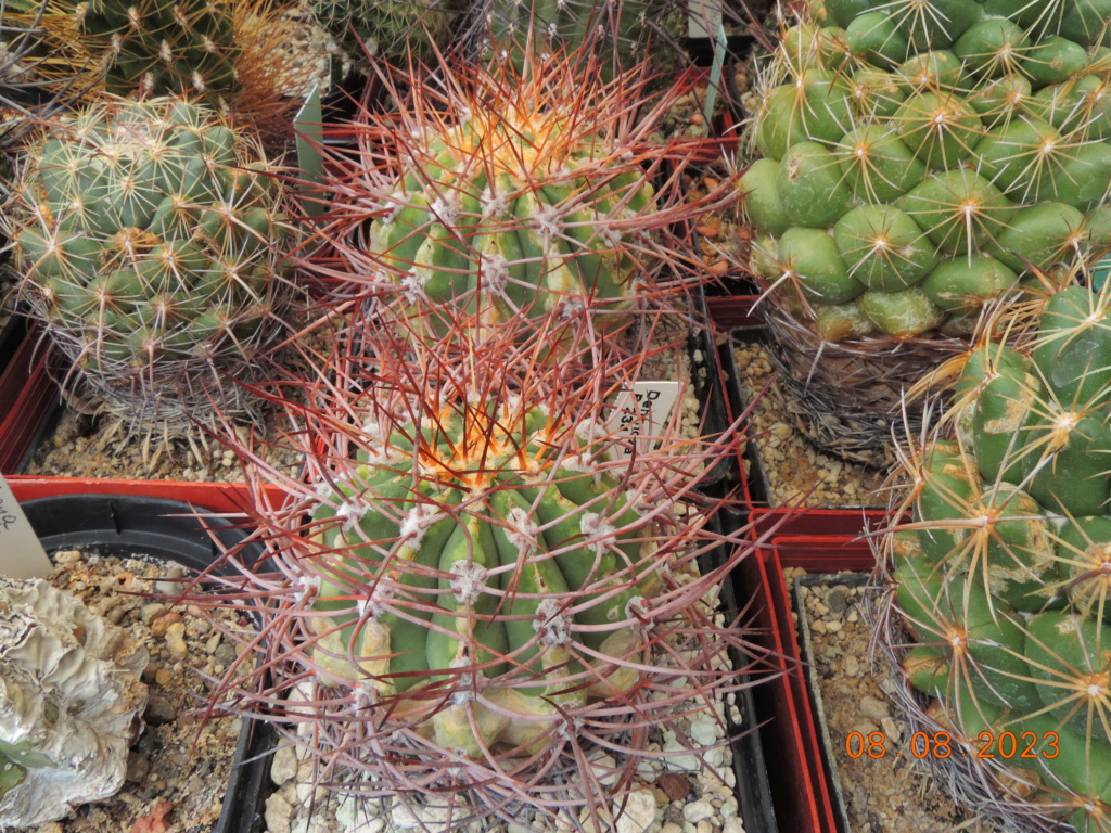 Cacti and Sukkulent in Köln, every day new flowers in the greenhouse Part 291 Bil10955