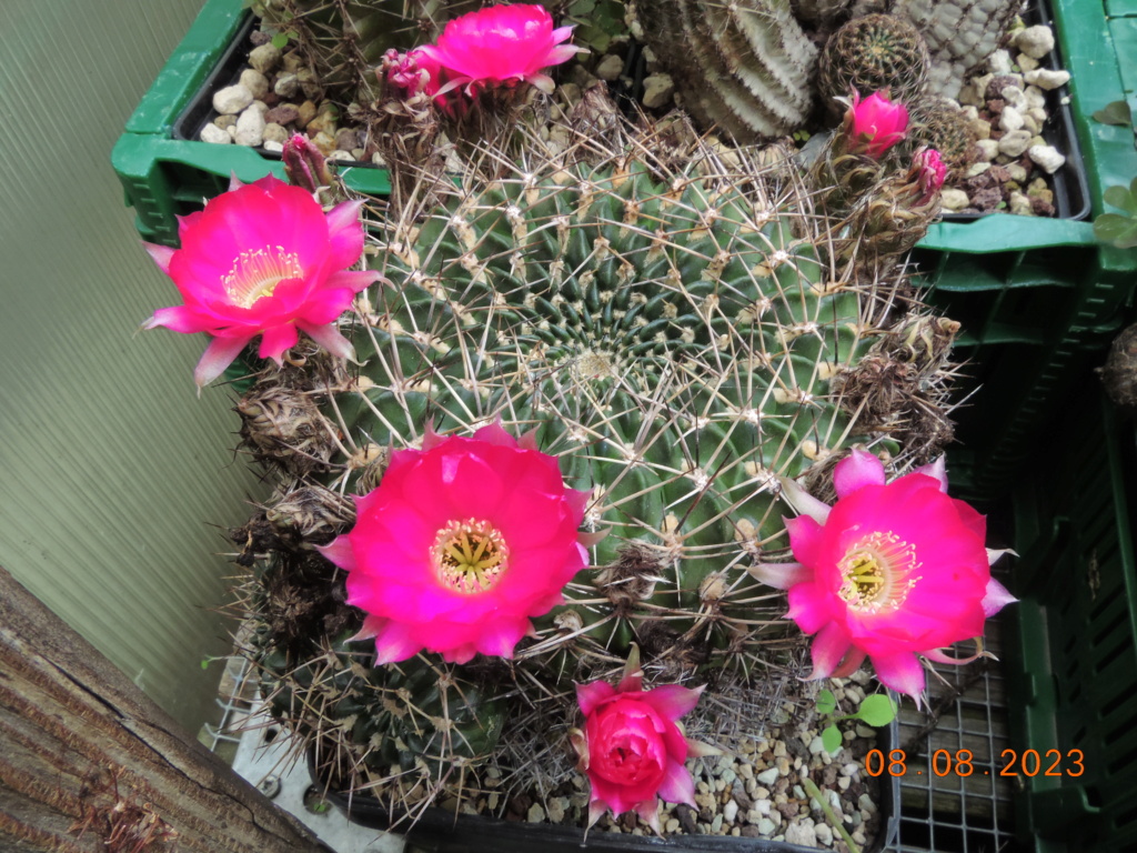 Cacti and Sukkulent in Köln, every day new flowers in the greenhouse Part 291 Bil10956