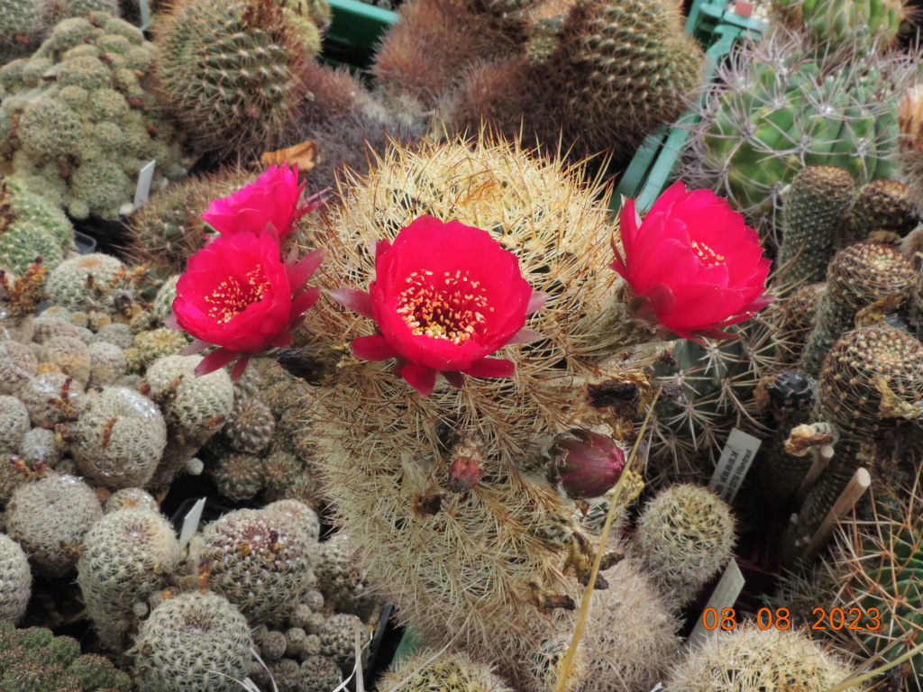 Cacti and Sukkulent in Köln, every day new flowers in the greenhouse Part 291 Bil10968