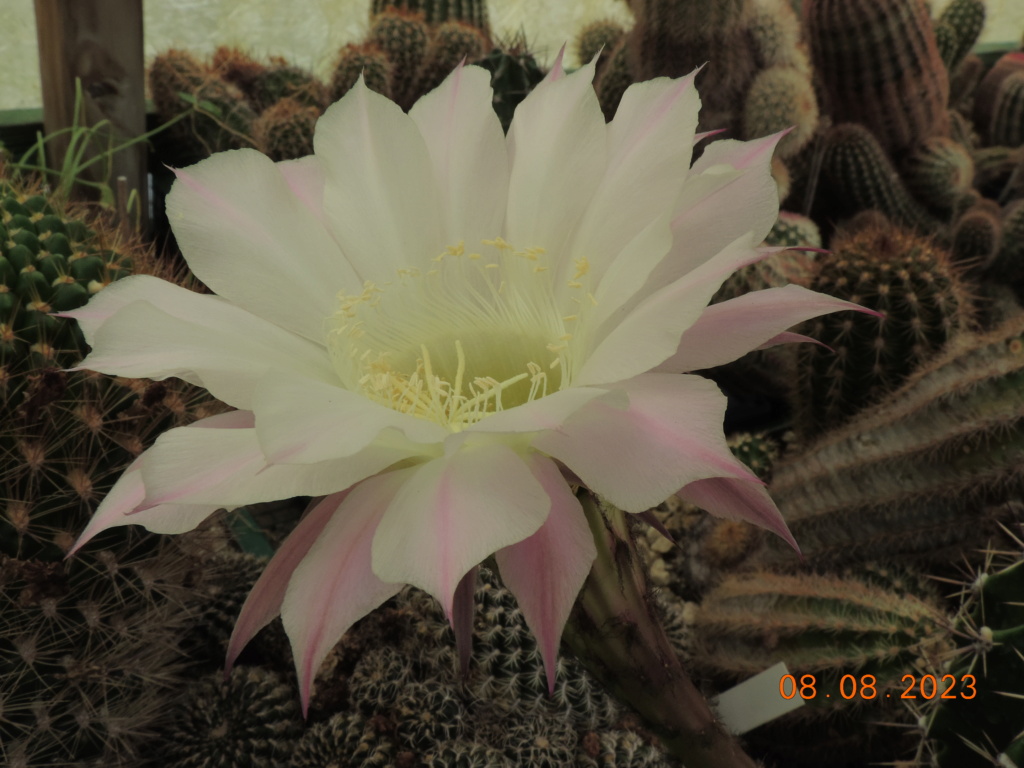 Cacti and Sukkulent in Köln, every day new flowers in the greenhouse Part 291 Bil10977