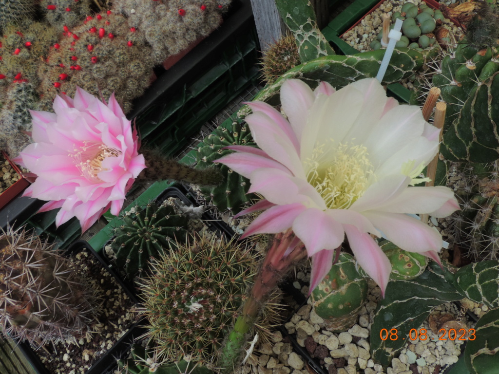 Cacti and Sukkulent in Köln, every day new flowers in the greenhouse Part 291 Bil10981