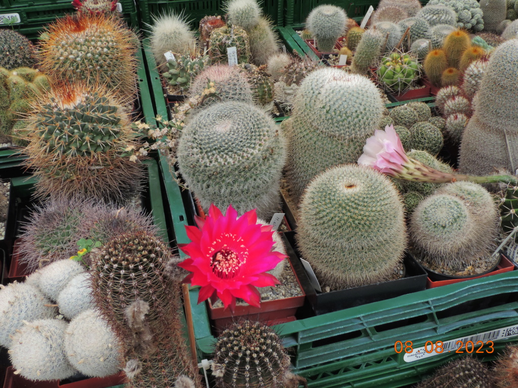 Cacti and Sukkulent in Köln, every day new flowers in the greenhouse Part 291 Bil10982