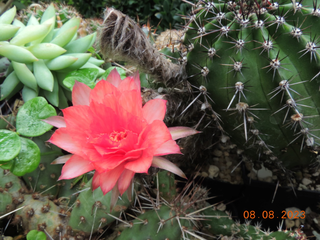 Cacti and Sukkulent in Köln, every day new flowers in the greenhouse Part 291 Bil10983