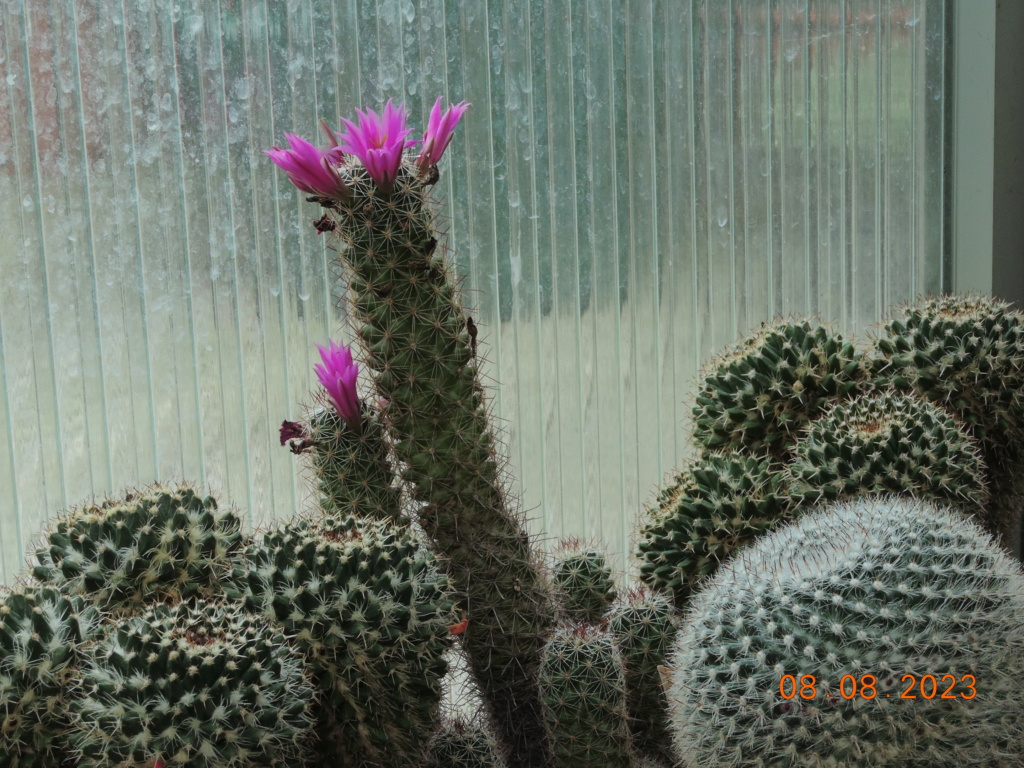 Cacti and Sukkulent in Köln, every day new flowers in the greenhouse Part 291 Bil10984