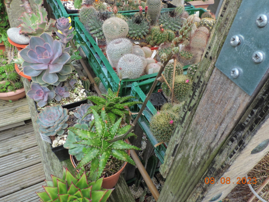 Cacti and Sukkulent in Köln, every day new flowers in the greenhouse Part 291 Bil10990
