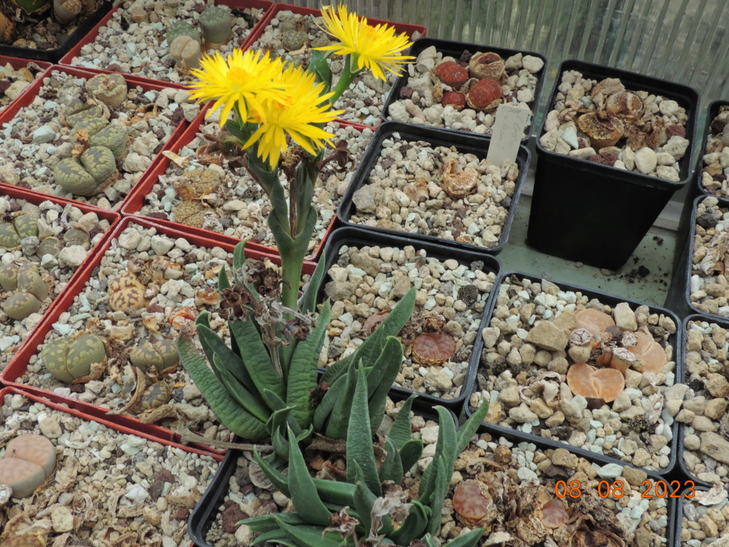 Cacti and Sukkulent in Köln, every day new flowers in the greenhouse Part 291 Bil10993